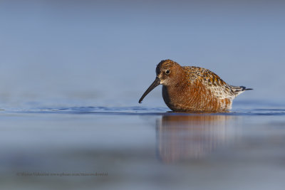 Curlew Sandpiper - Calidris ferruginea