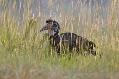 Northern Ground-hornbill - Bucorvus abyssinicus