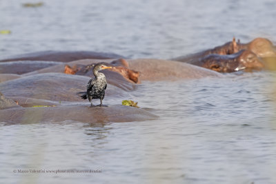 Long-tailed cormorant - Microcarbo africanus