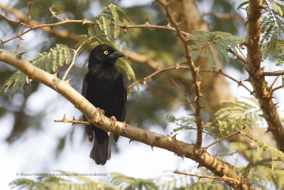 Viellot's Black Weaver - Ploceus nigerrimus