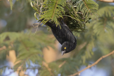 Viellot's Black Weaver - Ploceus nigerrimus