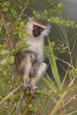 Vervet Monkey - Cercopithecus aethiops