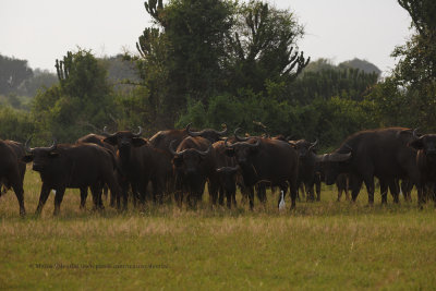 Cape Buffalo - Syncerus caffer