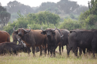 Cape Buffalo - Syncerus caffer