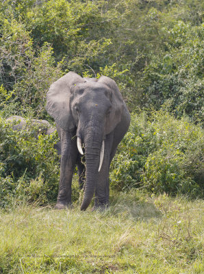 African Elephant - Loxodonta africana