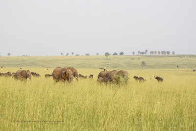 African Elephant - Loxodonta africana