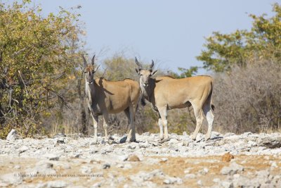 Cape Eland - Taurotragus oryx