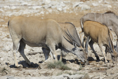 Cape Eland - Taurotragus oryx