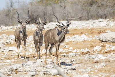 Greater Kudu - Tragelaphus strepsiceros