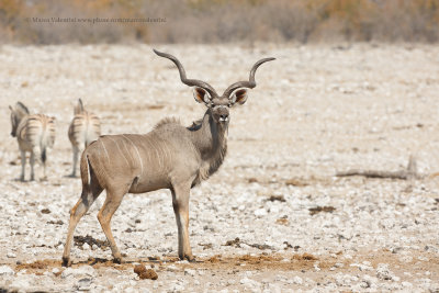 Greater Kudu - Tragelaphus strepsiceros