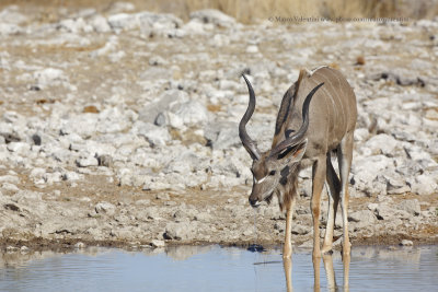 Greater Kudu - Tragelaphus strepsiceros