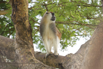 Patas Monkey - Erythrocebus patas