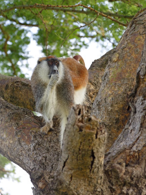 Patas Monkey - Erythrocebus patas