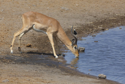  Black-faced Impala - Aepyceros petersi