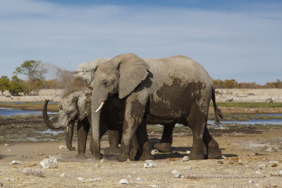 African Elephant - Loxodonta africana