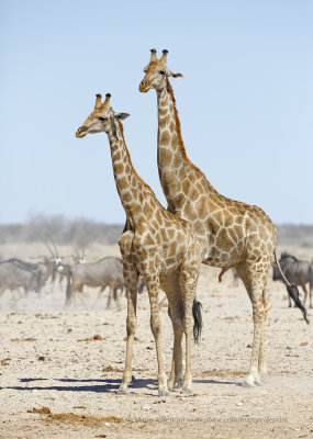 Angolan Giraffe - Giraffa camelopardalis angolensis