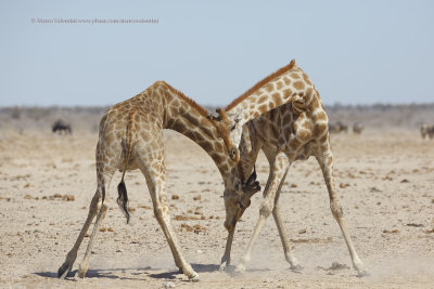 Angolan Giraffe - Giraffa camelopardalis angolensis