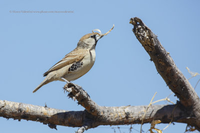 Sociable Weaver - Philetarius socius