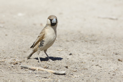 Sociable Weaver - Philetarius socius