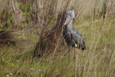 Shoebill - Balaeniceps rex