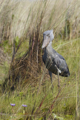 Shoebill - Balaeniceps rex