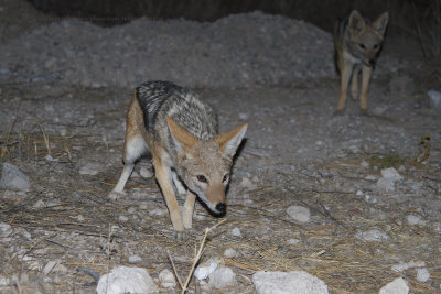 Black-backed Jackal - Canis mesomelas