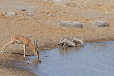 Black-faced Impala - Aepyceros petersi