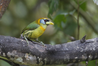 Red-headed barbet - Eubucco bourcierii