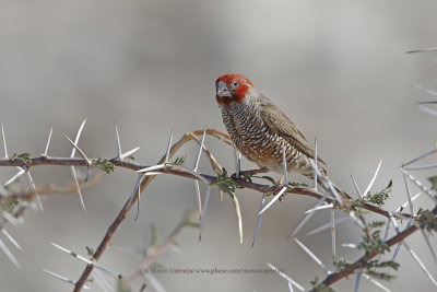 Red-headed Finch - Amadina erythrocephala