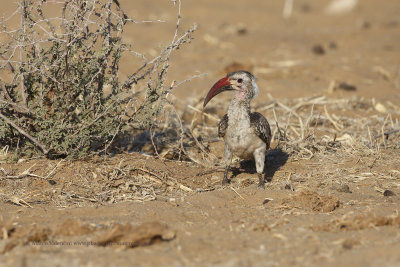 Damara Hornbill - Tockus damarensis