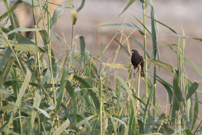 Ovambo Sparrowk - Accipiter ovampoensis