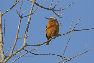 Short-toed Rock-thrush - Monticola brevipes