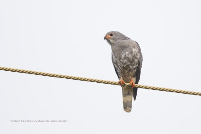 Lizard buzzard - Kaupifalco monogrammicus