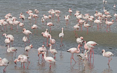 Lesser Flamingo - Phoeniconaias minor