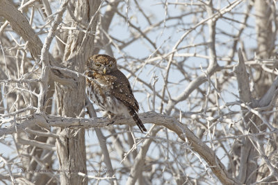 Pearl-spotted Owlet - Glaucidium perlatum