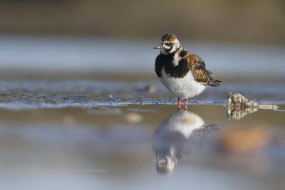 Turnstone - Arenaria interpres