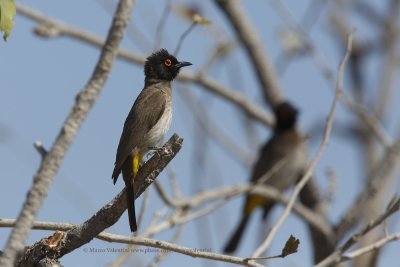 African red-eyed bulbul - Pycnonotus nigricans