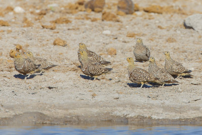 Namaqua Sandgrouse - Pterocles namaqua