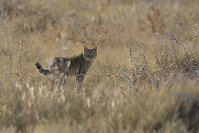 African Wild cat - Felis lybica