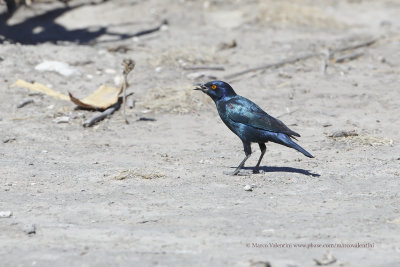 Cape glossy starling - Lamprotornis nitens