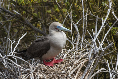 Red-footed Booby - Sula sula