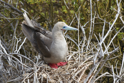 Red-footed Booby - Sula sula