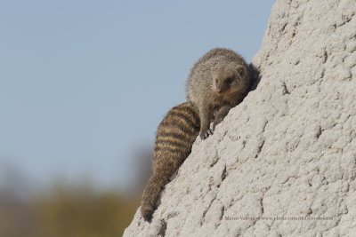 Banded Mongoose - Mungos mungo