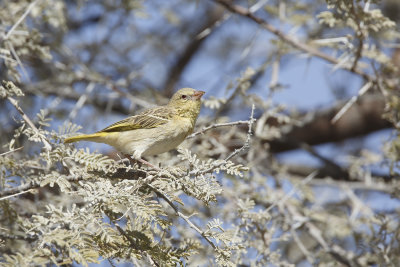 Southern Masked Weaver - Ploceus velatus