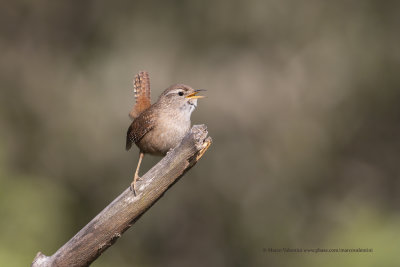 Eurasian Wren - Troglodytes troglodytes