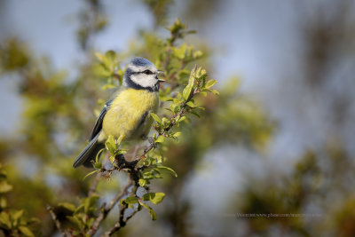 Eurasian blue tit - Cyanistes caeruleus