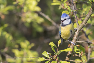 Eurasian blue tit - Cyanistes caeruleus