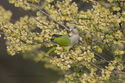 Monk Parakeet - Myopsitta monachus