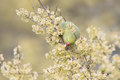 Rosy-ringed parakeet- Psittacula krameri