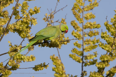 Rosy-ringed parakeet- Psittacula krameri